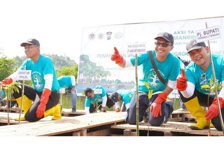 Lestarikan Pesisir Tapanuli Tengah, Agincourt Tanam 30.000 Bibit Mangrove