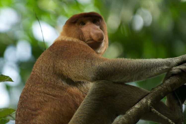 A proboscis monkey