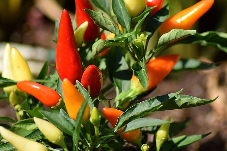 Ilustrasi tanaman cabai.