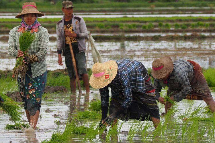 Ilustrasi petani, petani menanam padi. 