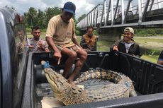 Kerap Resahkan Warga, Seekor Buaya Sepanjang 2 Meter Ditangkap di Seram