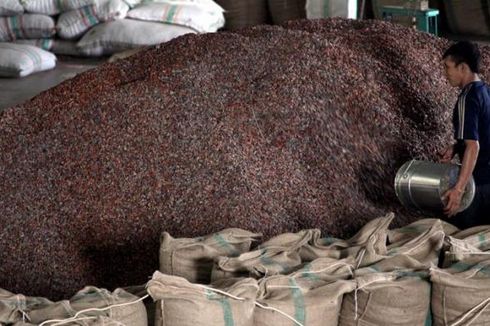 Alasan Defisit, Kementan Akan Dorong Impor Kakao