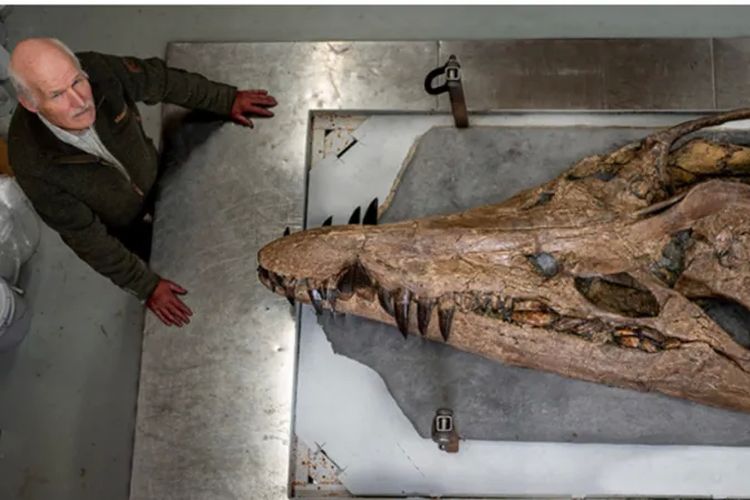 Steve Etches telah memperoleh tengkorak Pliosaurus. Sekarang dia ingin memiliki sisa fosil lainnya dari hewan itu.