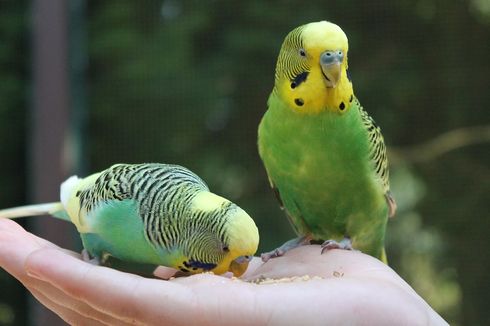11 Fakta Burung Parkit yang Setia dengan Pasangannya