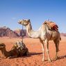 Sopir Bus di Australia Tewas Setelah Tabrak Unta
