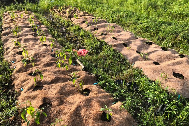 IPB menggunakan inovasi geotekstil ramah lingkungan dan berbahan limbah sumber alam desa, seperti jerami dan sabut kelapa.