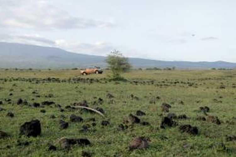 Batu apung menghampar di padang sabana Doro Ncanga, Kecamatan Pekat, Kabupaten Dompu, Nusa Tenggara Barat, Jum'at (20/3/2015). Letusan Tambora tahun 1815 menyemburkan lava dan batuan apung ke segala penjuru wilayah gunung.