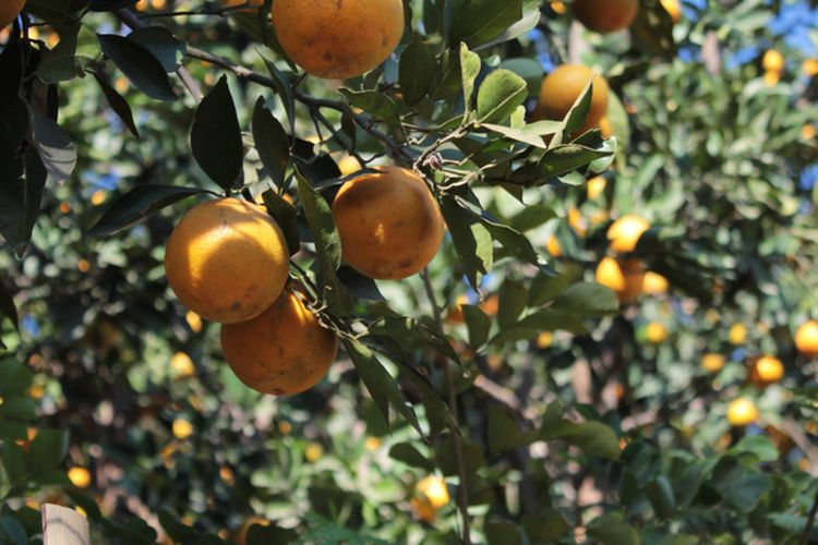 Ilustrasi pohon jeruk