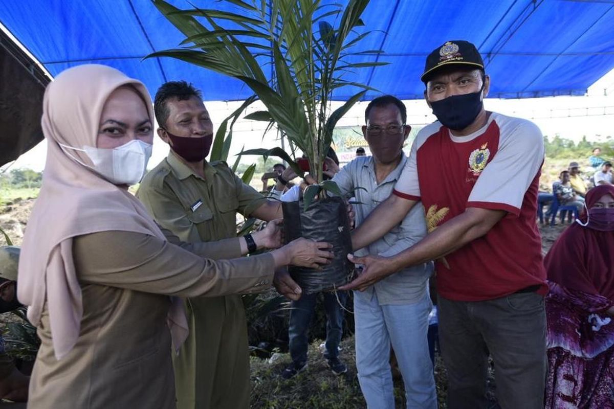 Bupati Luwu Utara Indah Putri Indriani saat menyerahkan bibit kelapa sawit secara simbolis, Selasa (07/07/2020).