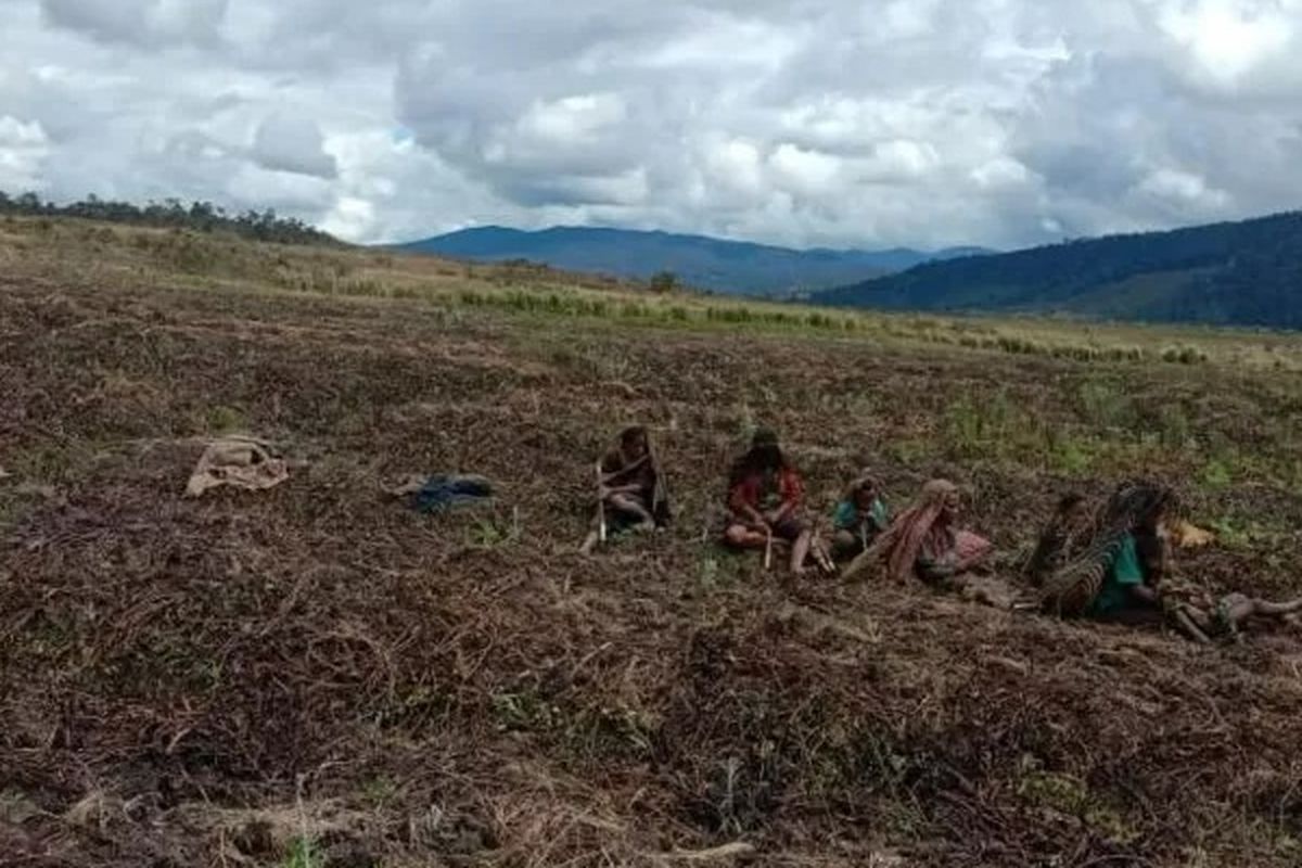 Warga Kabupaten Lanny Jaya, Papua, dipotret setelah gagal memanen hasil kebun mereka yang terserang cuaca ekstrem.