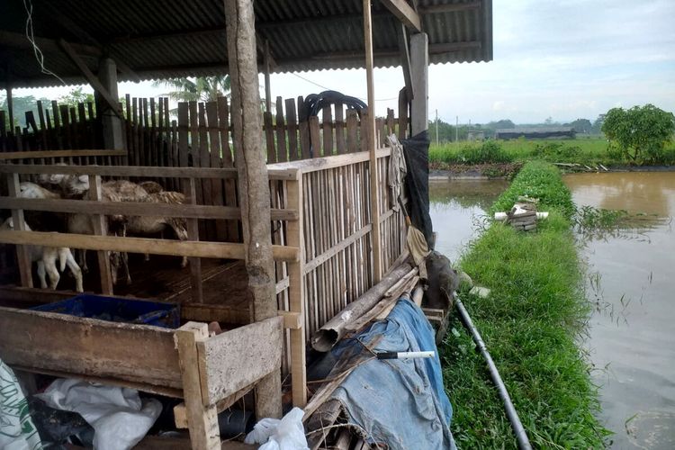 Kandang kambing milik Supriono, warga Desa Ploso, Kecamatan Selopuro, Kabupaten Blitar