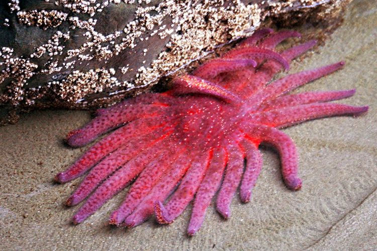 Ilustrasi Bintang laut bunga matahari. Spesies makhluk laut yang hampir punah.
