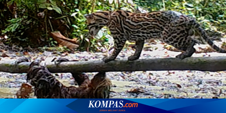 Sloth vs Ocelot: Rare Footage of Predator Attack in the Amazon Jungle