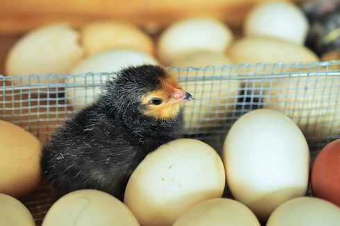 Bagaimana Anak Ayam Pecahkan Telur Saat Menetas? Sains Menjawab
