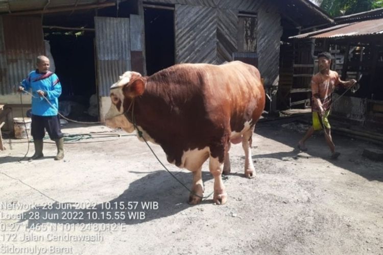 Sapi kurban bantuan dari Presiden Joko Widodo untuk Provinsi Riau yang dibeli dari peternak di Kota Pekanbaru, Rabu (6/7/2022).