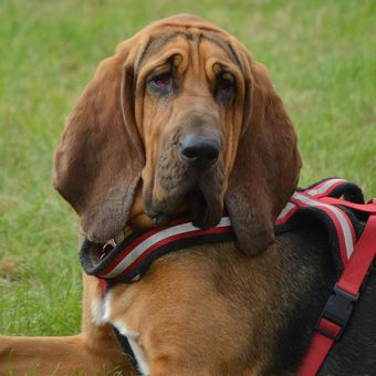 Ilustrasi ras anjing Bloodhound. 