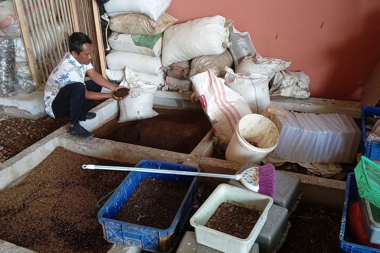 Kasgot atau sisa pencernaan yang dihasilkan larva maggot ini bisa diaplikasikan sebagai pupuk organik tanaman untuk menjaga unsur hara tanah.