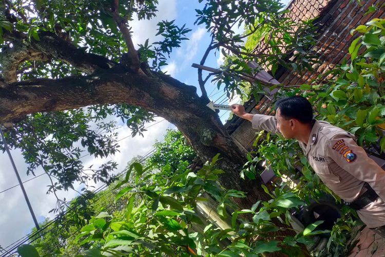 TEMPAT KEJADIAN—Anggota Polsek Sambit menunjukkan lokasi korban tewas tersengat listrik saat mencari pakan ternak di pohon mangga di Desa Besuki, Kecamatan Sambit, Kabupaten Ponorogo, Jawa Timur
