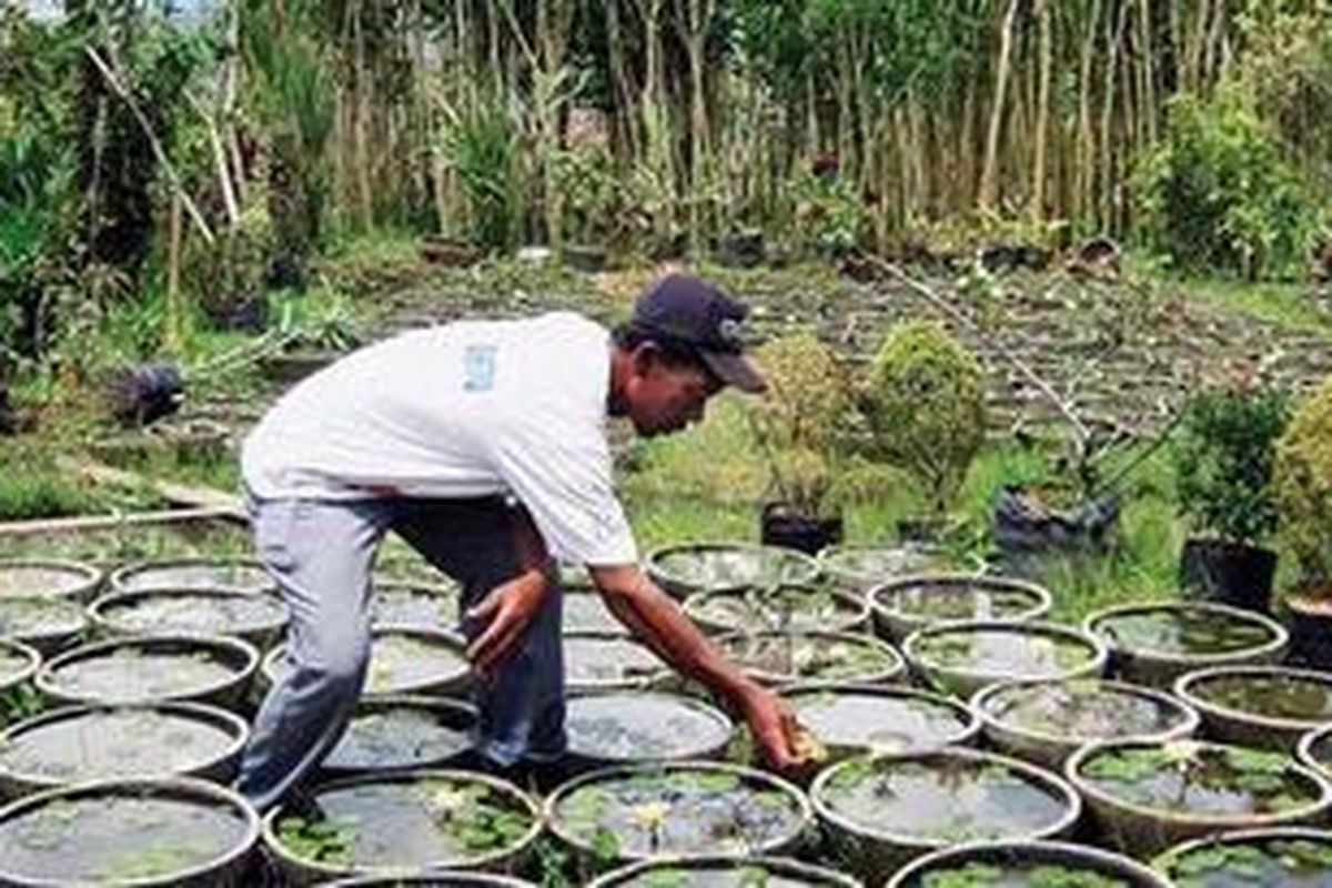 Petani di Desa Sidomulyo, Kota Batu, Jawa Timur, Kamis (31/3/2011), menunjukkan teratai kuning asal Bali yang dibudidayakannya. Berbagai jenis bunga dan tanaman dari berbagai daerah dikembangbiakkan oleh para penanam bunga di desa itu dan menjadikan Kota Batu identik dengan ikon bunga.