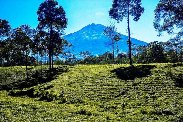 Kebun Teh Tambi, Wonosobo, Jawa Tengah