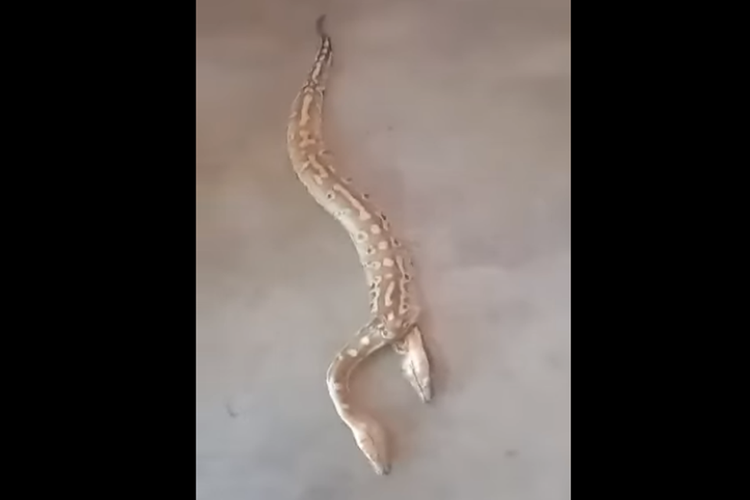 Unggahan video memperlihatkan ular jenis sanca berkepala dua.