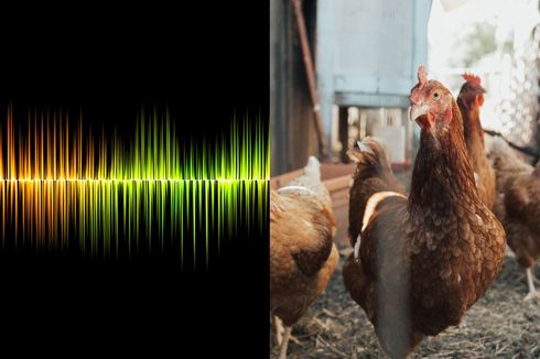 Peneliti asal Jepang Ciptakan AI untuk Pahami Bahasa Ayam, Akurasi Capai 80 Persen