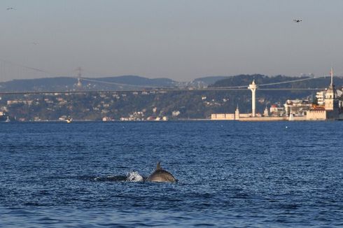 Dampak Virus Corona, Lumba-lumba Berenang Bebas di Selat Bosphorus Turki