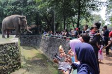 Hewan Favorit Pengunjung Kebun Binatang Ragunan