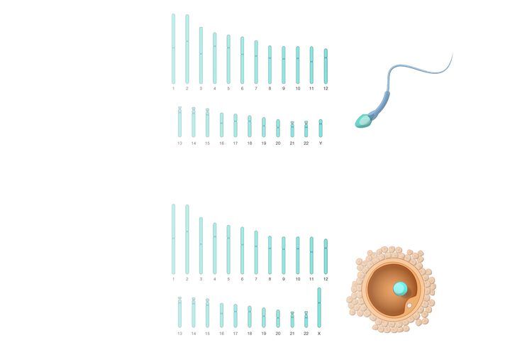 Satu set kromosom dalam sel sperma dan sel telur yang haploid. 