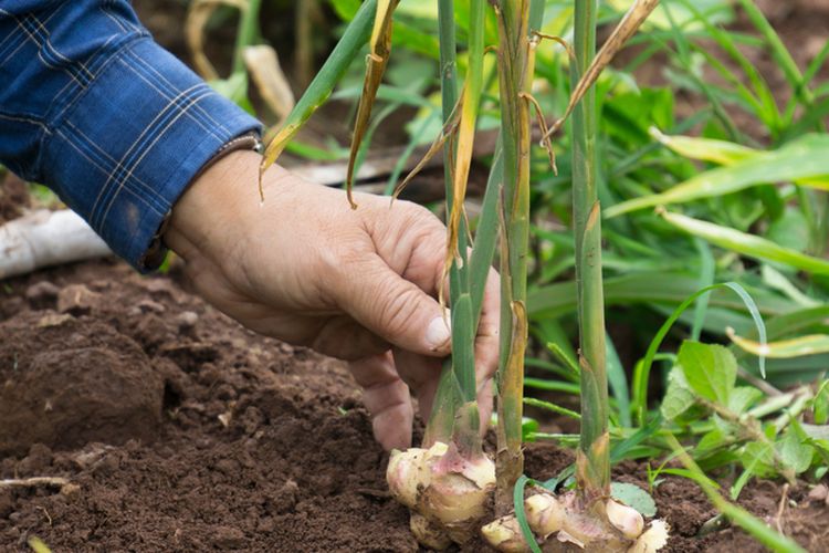 Ilustras cara menanam jahe