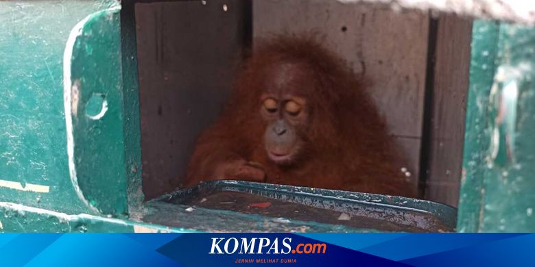 Orangutan Sumatera dan Beo Hasil Penyelundupan Dipulangkan ke Medan dari Jakarta - Vimarsana News
