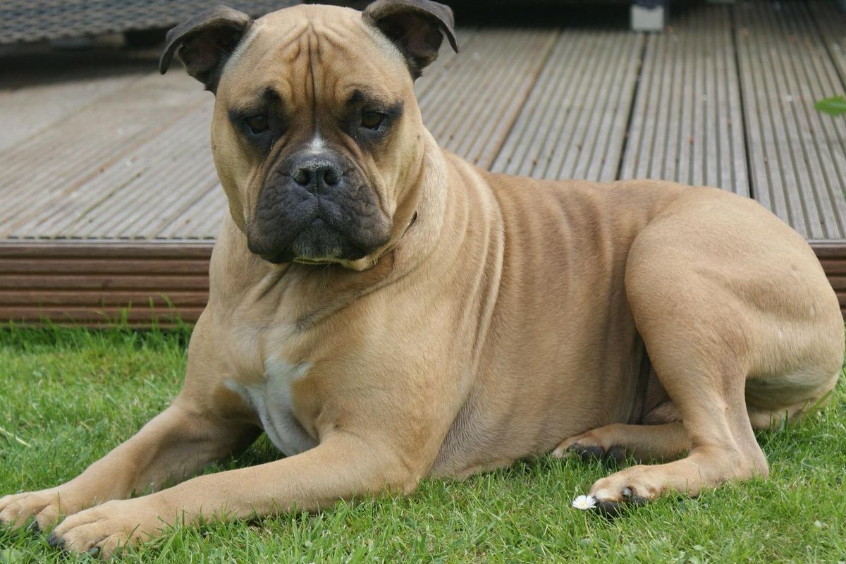 Ilustrasi ras anjing Olde English Bulldogge. 