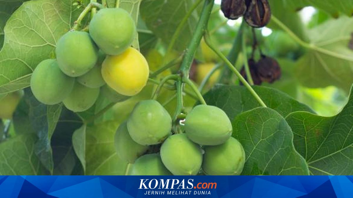 Kenapa Tanaman Jarak Pagar Pernah Jadi Harapan Energi Terbarukan Indonesia