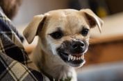 Kasus Anjing Gigit Manusia Kembali Terjadi, Bisakah Pemilik Dipidana?