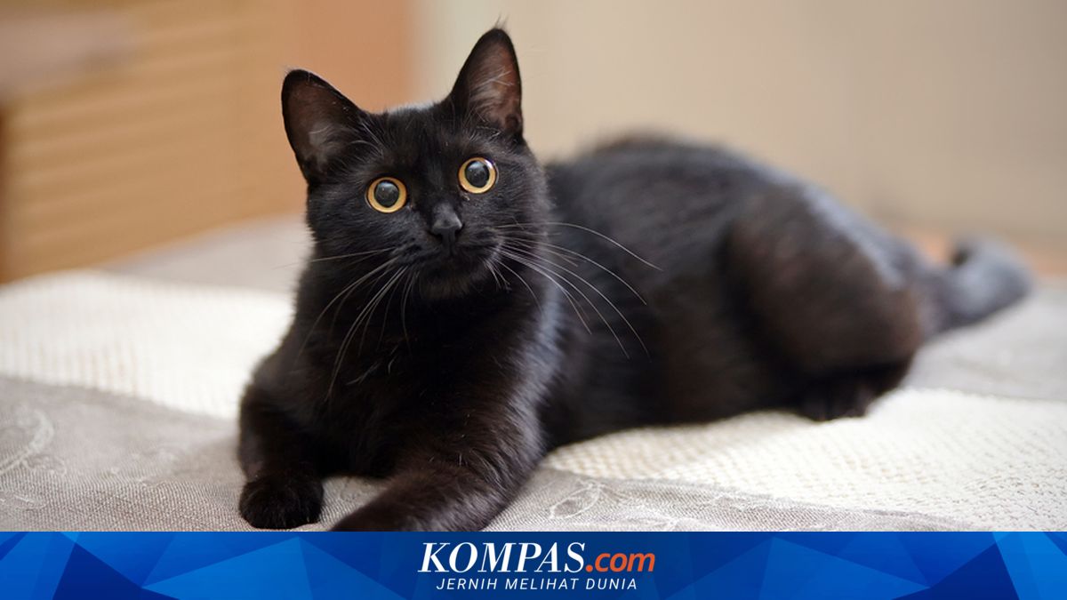 Alasan Brigjen NA Tembak Kucing di Sesko TNI: Jaga Kenyamanan dan ...