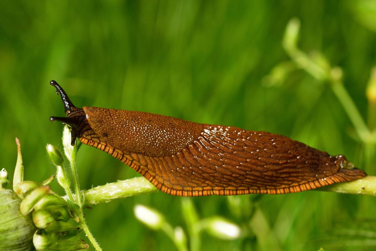Ilustrasi bekicot di kebun dan tanaman.