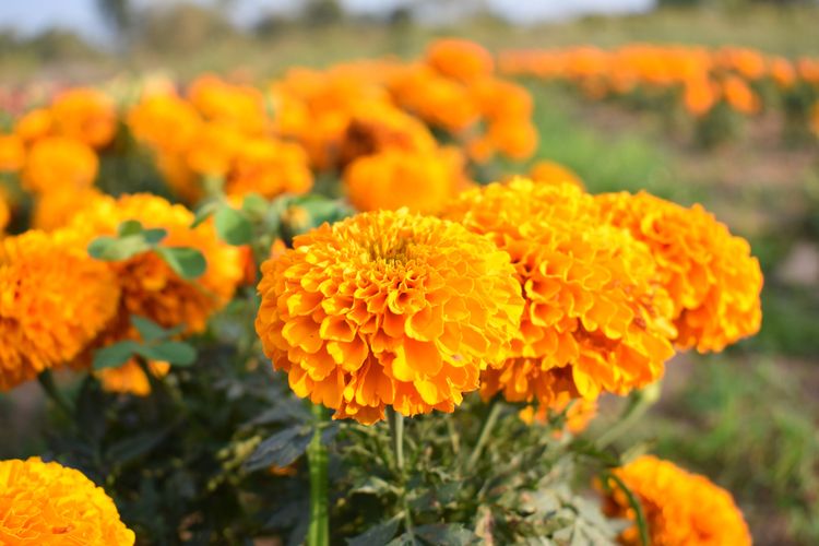 Ilustrai bunga marigold.