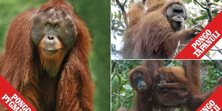 Tiga spesies Orangutan: (ki-ka) Orangutan Kalimantan, kanan atas Orangutan Tapanuli, dan kanan bawah Orangutan Sumatera.