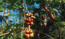 Harga Kopi Meroket karena Iklim, Indonesia Sementara Cuan