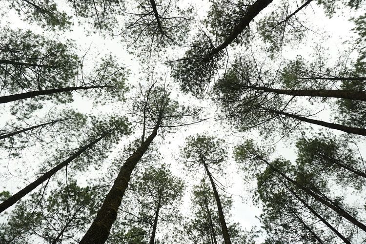 Hutan Pinus sekitar Bukit Sekipan DOK. Shutterstock
