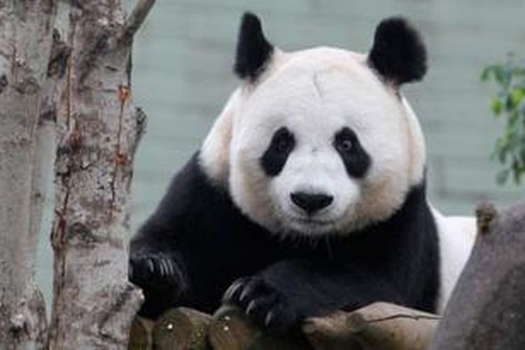 Panda Tian Tian.