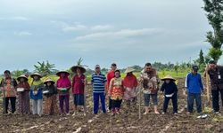 Waspadai El Nino, Kementan Perkuat Pangan lewat Integrasi Tanaman Kelapa dengan Padi Gogo