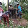 BKSDA: Harimau Masuk Kampung Mukomuko Diduga karena Kematian Babi Hutan Massal