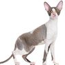 7 Fakta Menarik Kucing Cornish Rex, Tubuh Tinggi hingga Bulu Keriting