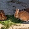 Pulau Kelinci Jepang Okunoshima, Dihuni Ribuan Kelinci yang Hidup Bebas
