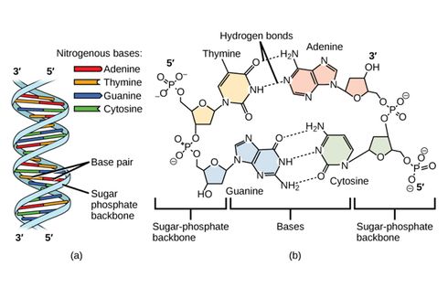 Pasangan Basa Nitrogen Penyusun DNA