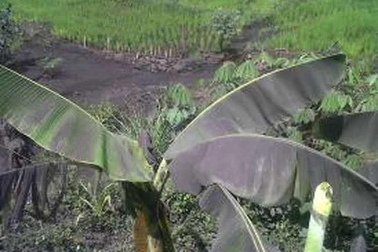 Dedaunan dan hamparan persawahan sekitar pabrik pengolahan aspal di Kabupaten Gowa, Sulawesi Selatan menghitam akibat polisi limbah pabrik tersebut. Selasa, (05/01/2015).