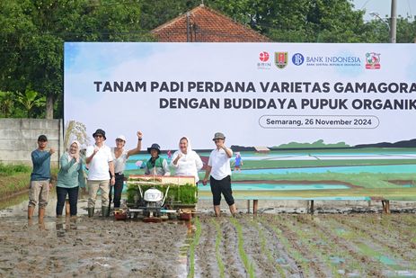 Walkot Semarang Harap Masyarakat Manfaatkan Varian Padi Inovasi BRIN yang Bikin Cepat Panen 