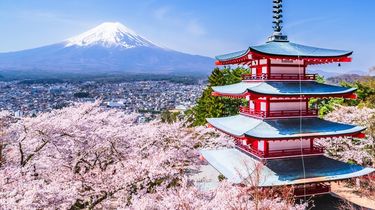 Dampak Perilaku Buruk Wisatawan, Jepang Batalkan Festival Sakura di Fujiyoshida