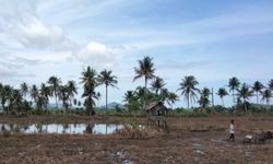 Tingkatkan Produktivitas Pertanian di Tapanuli Tengah, Kementan Optimalkan Lahan Rawa